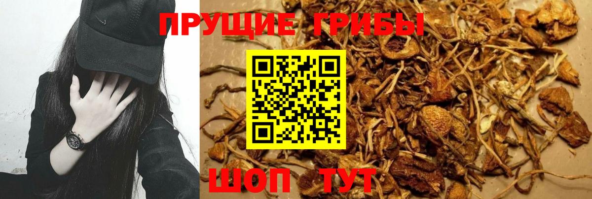 Каспийск  Псилоцибиновые грибы Cubensis  Вход с VPN  Галлюциногенные грибы Psilocybine cubensis 